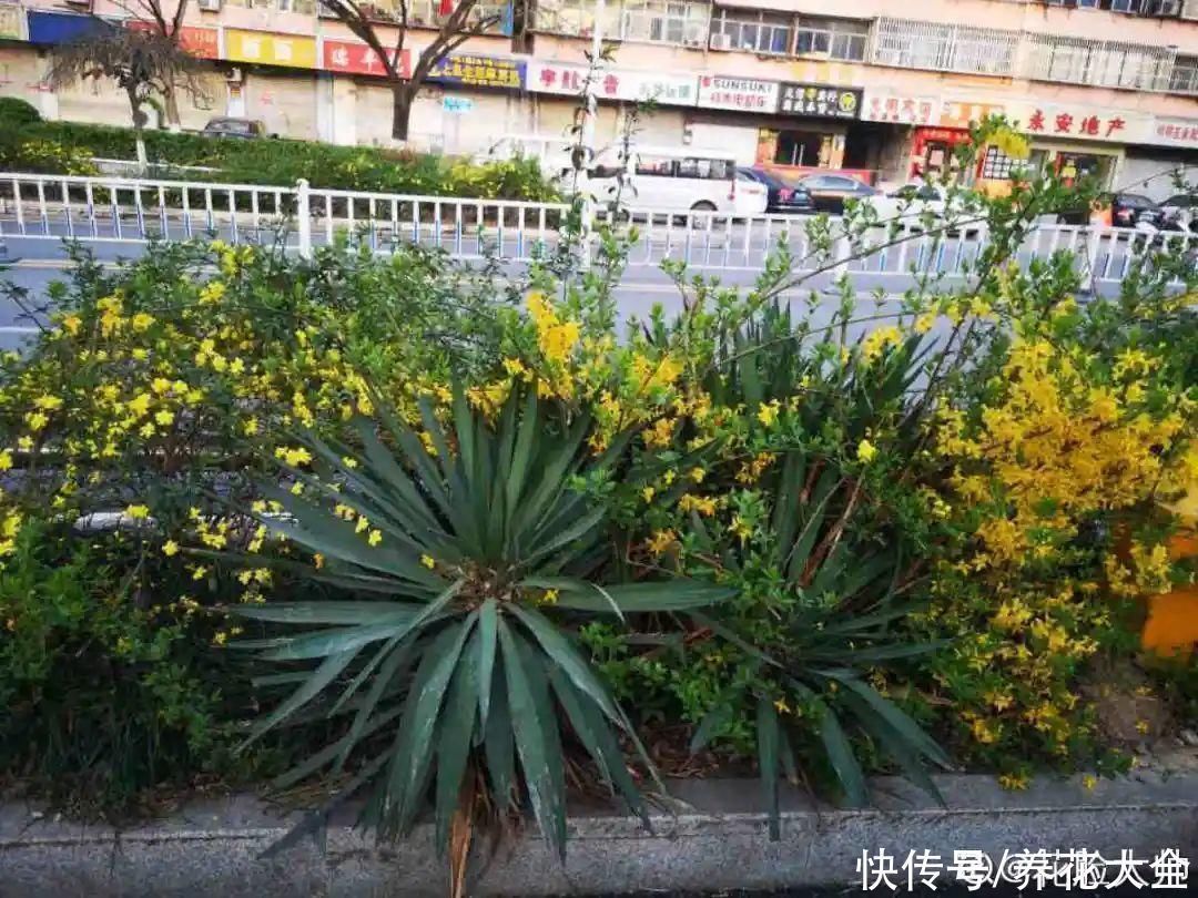 16种特长寿的植物,养十年以上,那都算年轻