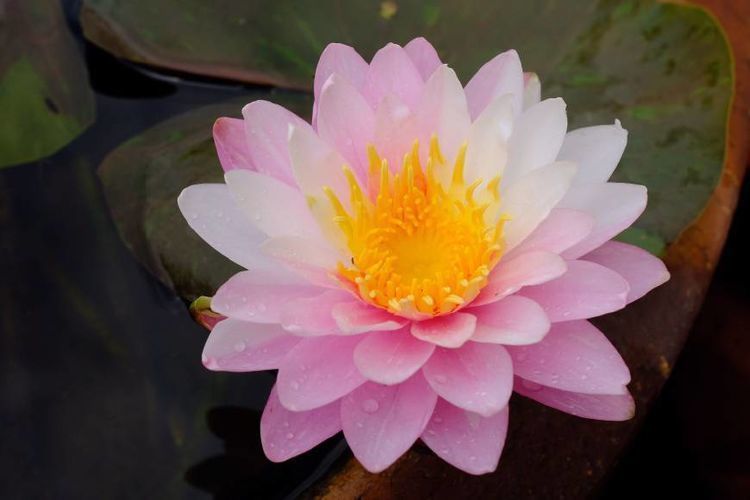 最有仙气的几种花,迷人的花朵,花朵大花期长,比牡丹还美