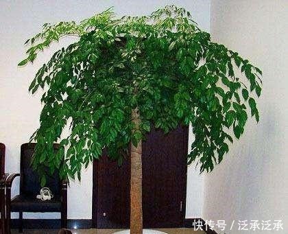 富贵人家养花,专养这5-6种“寓意好”的“树”,您有在养吗!