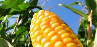 保存玉米,别直接放冰箱冷冻了,教你一招玉米放再久也鲜甜!