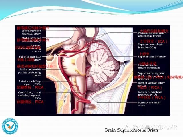 mr|椎-基底动脉系统解剖