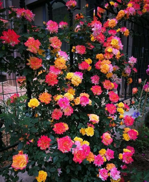  绚丽|这3款月季花色新颖，开花后像“彩虹”一样绚丽，不用打理就爆盆