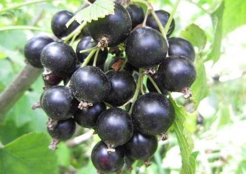 食物|人到中年想长寿，不妨多吃三种食物，排毒养颜，有益健康！