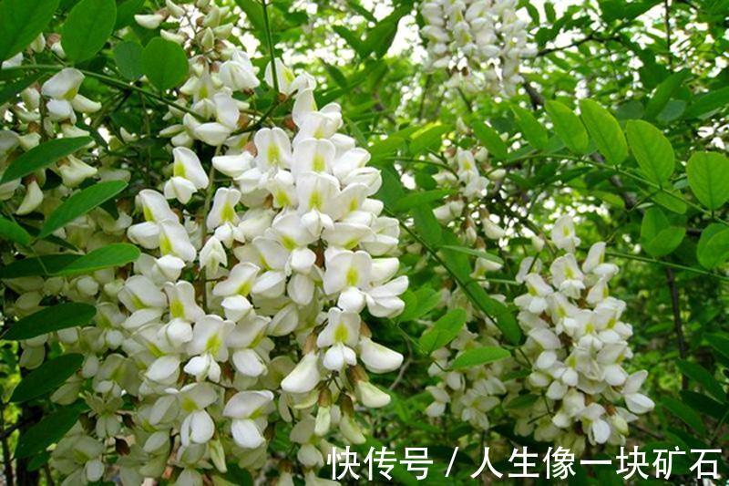 便秘|天然的“通便剂”,经常吃一点,排出黑臭宿便,远离便秘和痔疮