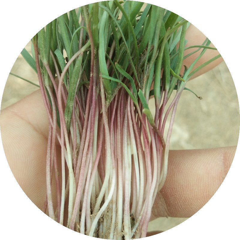 卫生间总是有异味,不如养盆“杀菌花”,净化空气味道香香