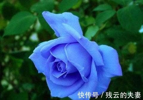 真爱|9月下旬开始，喜逢桃花，连理枝头花正开，路遇真爱的4大星座