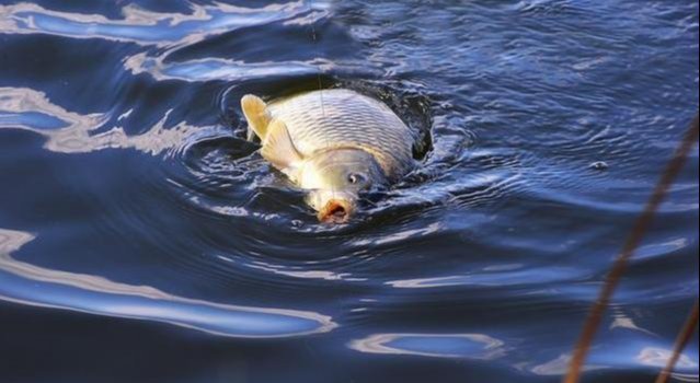 浮漂|调平水钓两目,和调四钓二个人经验总结,值得收藏!