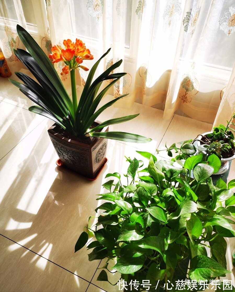 客厅养花不宜多!12种“吉祥花”任选一种,寓意好“养人”还旺家