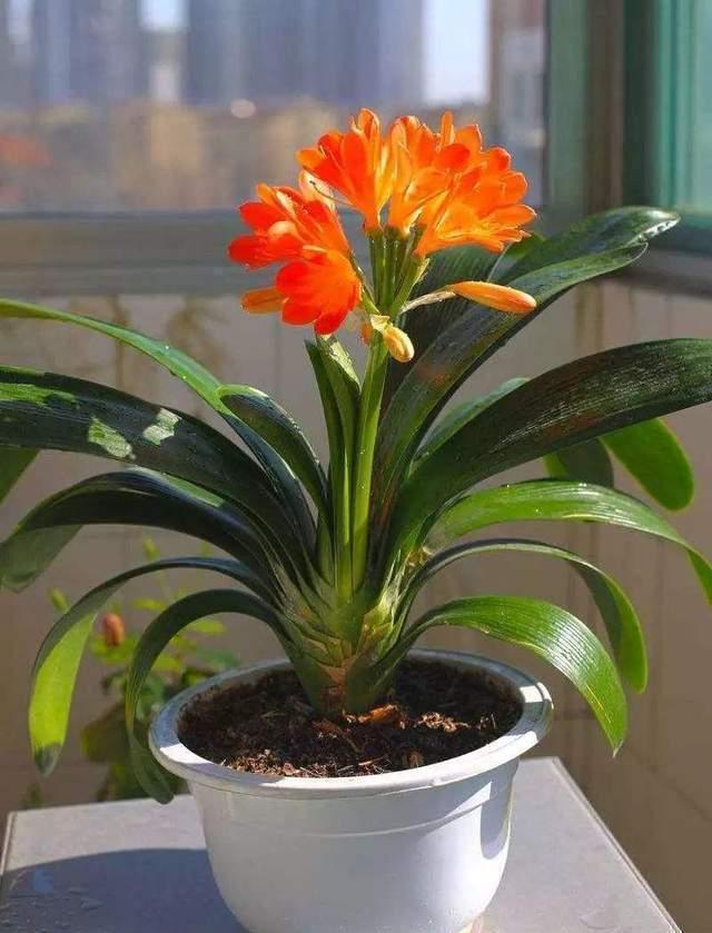 养分|君子兰有“三怕”,入冬养护需避开,猛催新芽,绽放层叠群兰