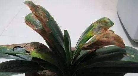 君子兰“烂根”别扔了,1种药水泡一泡,20天生根,长得更旺