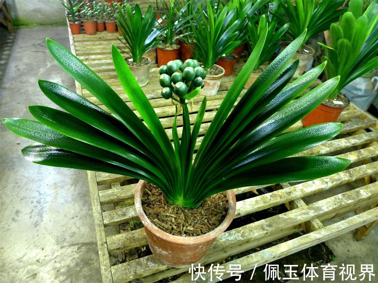 花盆|想要君子兰一花多箭,现在就得做好养护,背熟5句话,用上就管事