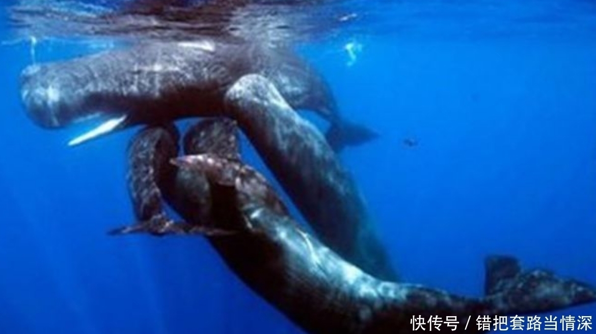 开了花|小伙海边捡了一公斤“屎”,可专家的话,使他乐开了花