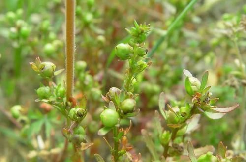 农村一种奇特野草，果实内藏有虫子，价值很珍贵，别当杂草除掉