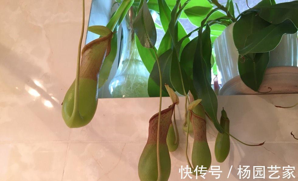 可以养卫生间的3种花,叶油绿花漂亮,吸湿气去异味,长势好