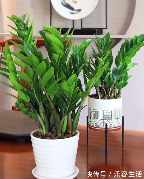 生长发育|适合男人养的四种花,大气又稳重,旺财又旺运,早看早知道!