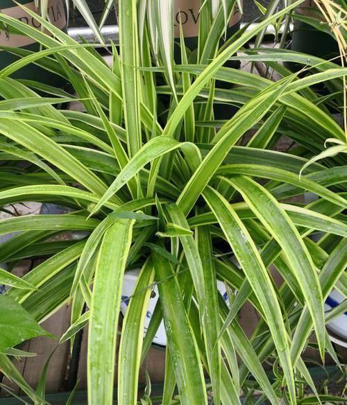 吊兰|吊兰盆里,每月用“它”浇一次,猛长“小吊兰”,太好看