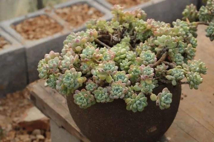 天气|如果天气突然降温。多肉怎么办？南北方法不同，大家可别搞混了