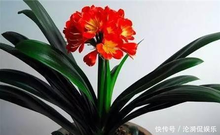 废油|养君子兰,盆边埋上几粒“豆”,比啥“废油”都靠谱,叶肥根系壮