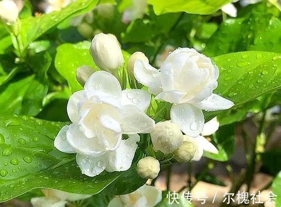 茉莉花|黄泥茉莉花,换盆就用“这种土”,不花钱养分足,每次开花都爆盆