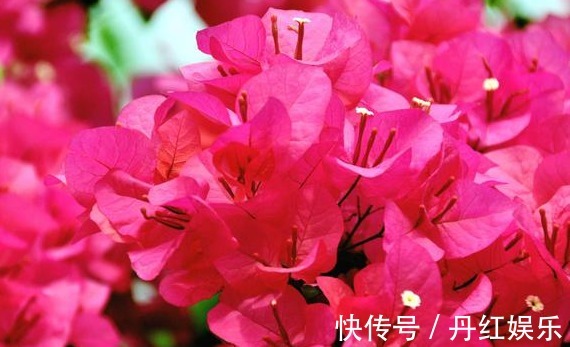 光照|养花就养这种惊艳的,花开之际,苞片姹紫嫣红,养在阳台,美爆了