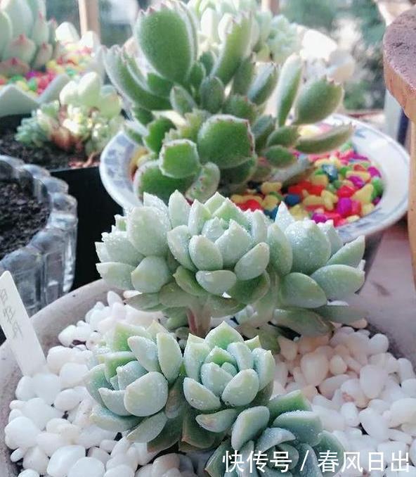浇水|养多肉一年，关于多肉浇水这个事的小经验分享！