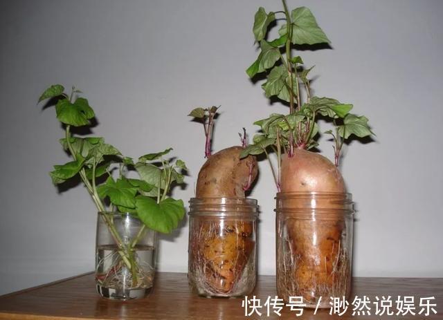 这5种菜留好根,放在水培瓶里,没几天长出小盆栽叶子还能吃