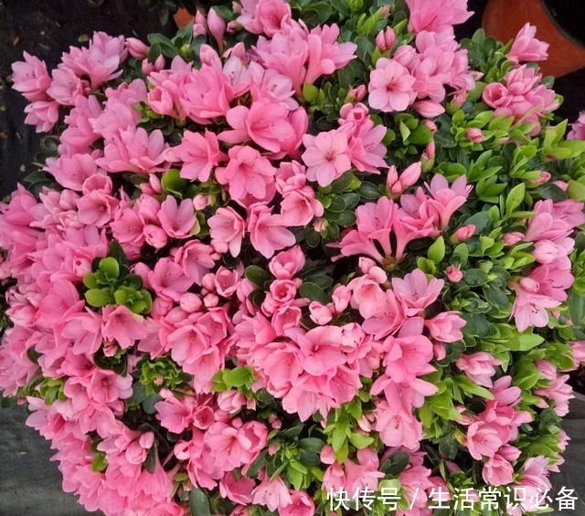 有小院子就养这4种花,花美、耐阴好养,种1棵,开花一大片!