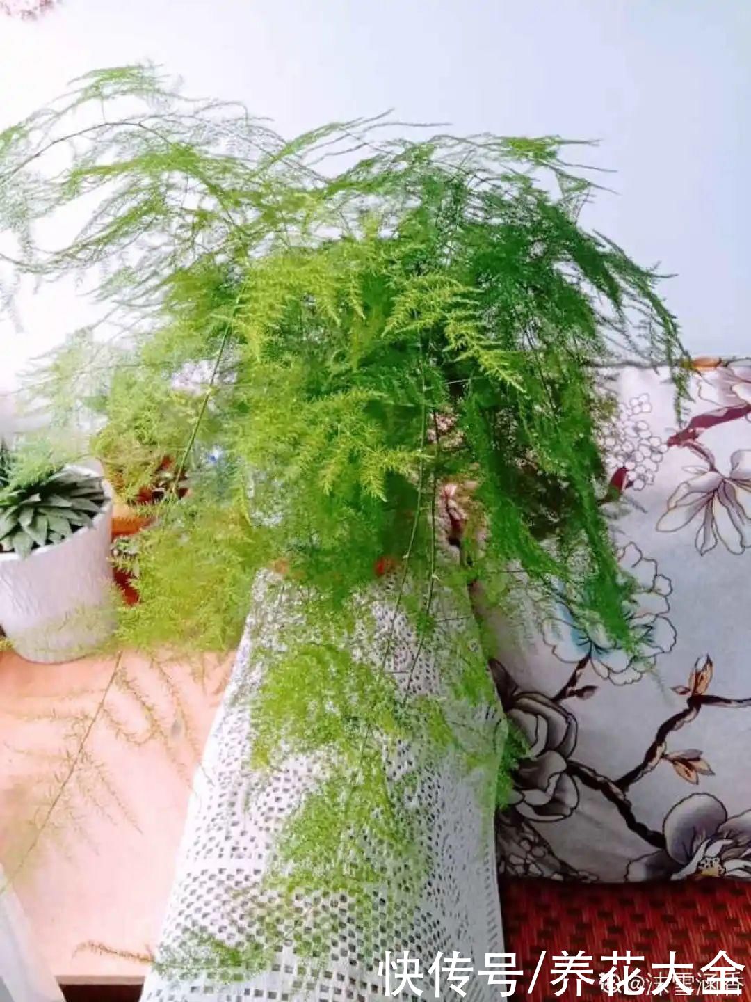 给花浇水掺点白醋，植物根比萝卜还粗，健壮不黄叶