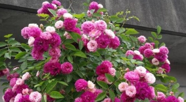 4种花，堪称“开花机器”，好养又漂亮，一年四季开花不断！