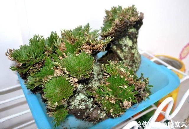 植物|野外碰见这种“草”,挖回家做盆景,人称“还魂草”很值钱