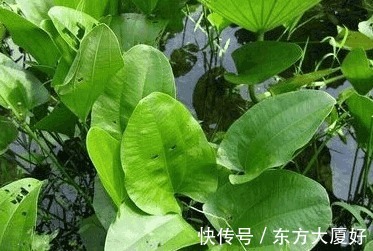 食积|适合秋天吃的野菜，用于消化不良，食积胃痛，白带等症