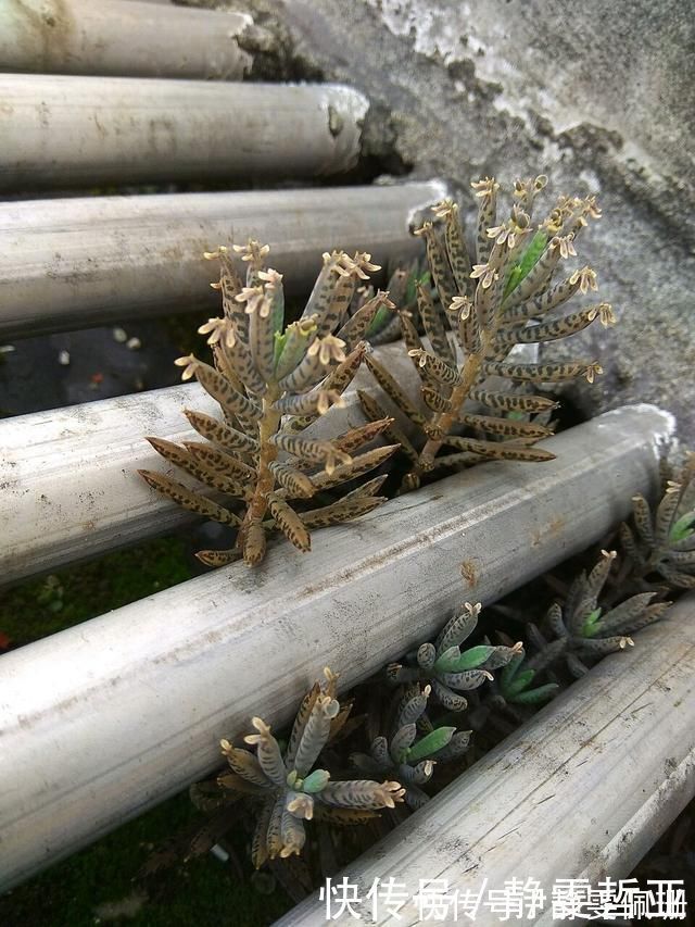 铜钱草|家庭养6种花“要当心”,容易出现“生物入侵”,天天起来要清理