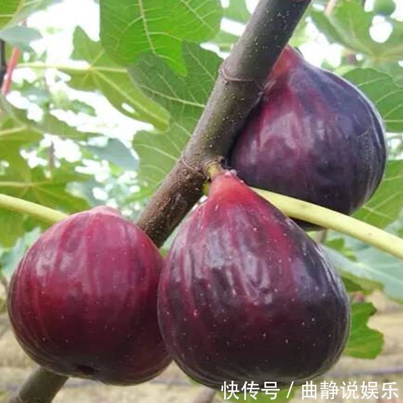 代茶饮|无花果能增进食欲，润肠通便，但无花果怎么吃最健康你懂吗