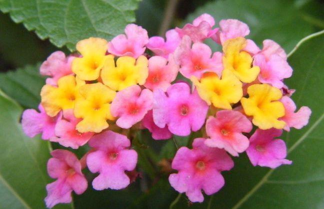 几款花卉,开花幽香暗淡,花型圆滚惹人爱,值得拥有