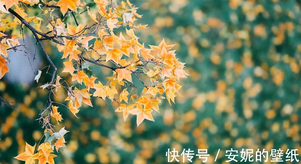 落叶#诗词：落叶