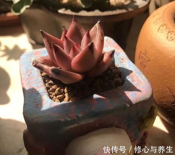 夏天|5种多肉“不好养”,新手不敢碰,老手养不好,看看你家有没有!