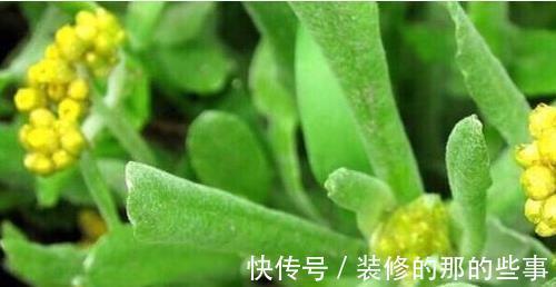 湿毒|夏季不想常生病,常用“祛湿王”泡水喝,排出身体毒素,排湿毒