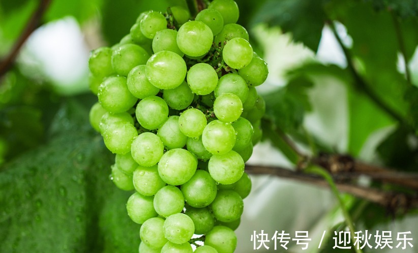 葡萄干|高血压,贫血患者不妨常吃葡萄,还有助于女人改善睡眠,杀菌消炎