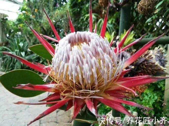 9种“巨花”植物，开花堪比“脸盘”，美得很独特，美得很霸气