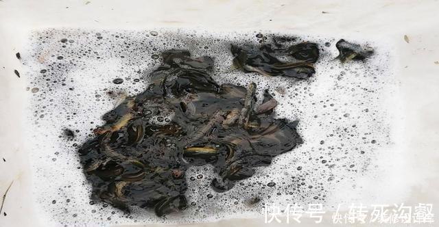 后脚|前脚放生鱼入水,后脚钓友下杆垂钓!垂钓者:我这是保护环境