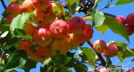 都是能够食|海棠果能吃吗,能吃冰冻食用更佳