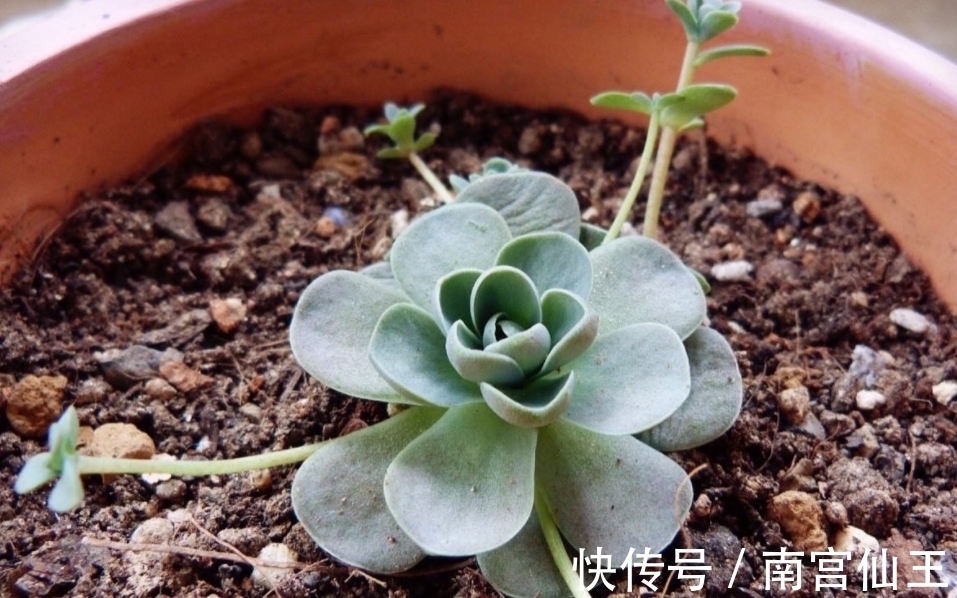 姬胧月|初冬养多肉,有这4款别急着往屋里搬,冻一冻,茎叶更肥美