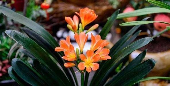 人养花,花也养人,家里养上这几种花,净化空气还有好寓意