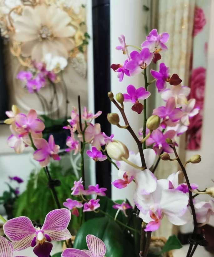 10种“旺运花”开花红艳艳,现在养一盆,春节刚好开,红火显富贵