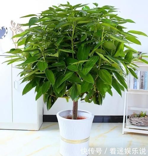 年底了,4种“寓意树”该养起来了,添福迎好运