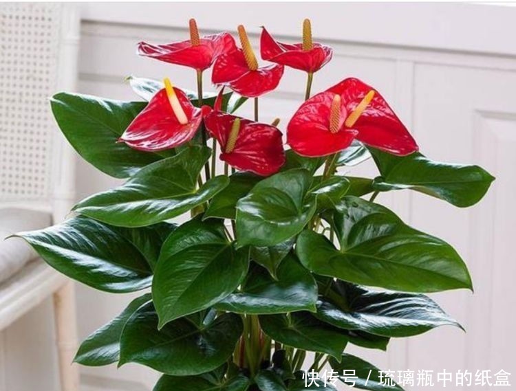 养花|养花就养这几款,空气清新,夜间释放氧气,改善睡眠质量!