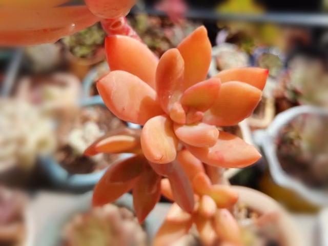 多肉|3种橙色多肉,各自用对养护方法,出状态后如阳光般灿烂明媚