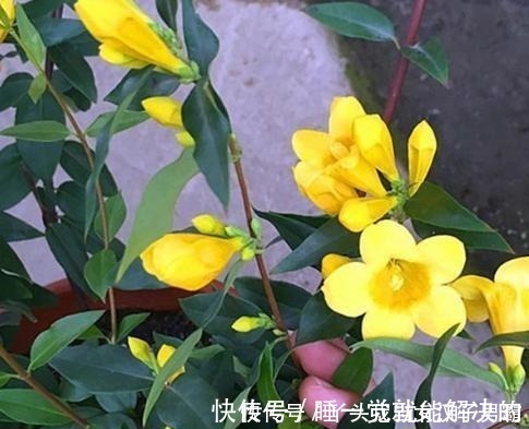 花香|家中养此花,空气清新家人健康,有阳台的一定要看看!