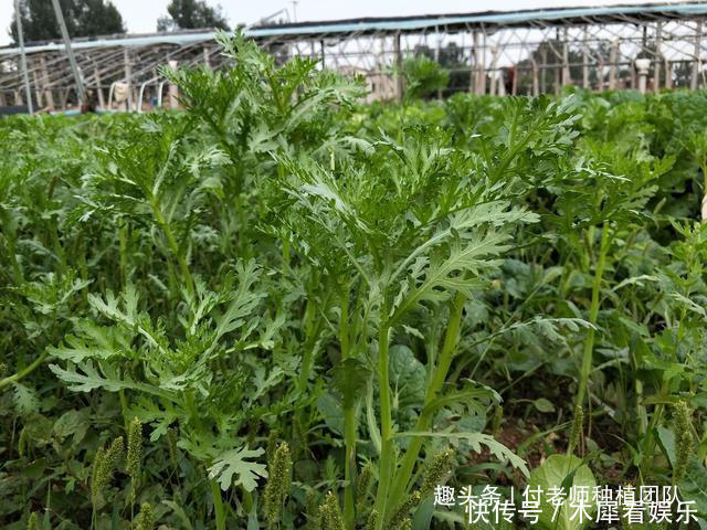 种茼蒿，采收时连根拔起教你1个技巧，茼蒿摘完一茬又一茬