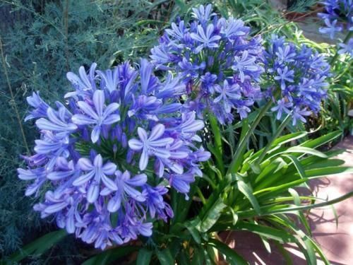 如果我有小院,一定种上“百子莲”,花朵蓝紫色,一开上百天